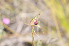 Caladenia paludosa