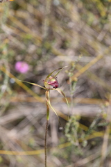 Caladenia paludosa
