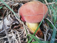 Xerocomellus dryophilus