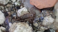 Euscorpius flavicaudis