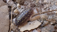 Armadillidium depressum