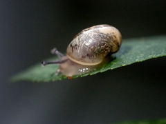 Cornu aspersum