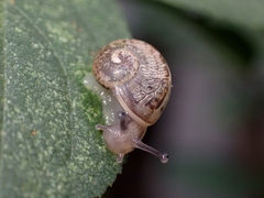 Cornu aspersum