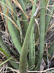 Agave lechuguilla
