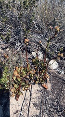 Crassula nudicaulis