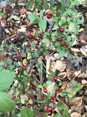 Cotoneaster divaricatus