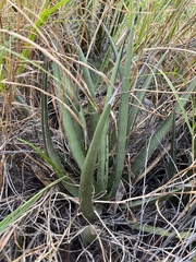 Agave lechuguilla