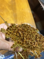 Sphagnum teres