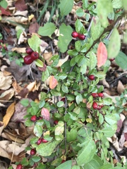 Cotoneaster divaricatus