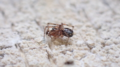 Enoplognatha mandibularis