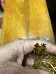 Sphagnum teres