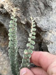 Astrolepis cochisensis