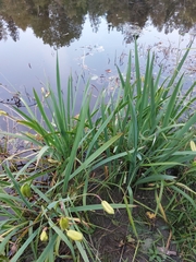 Iris pseudacorus