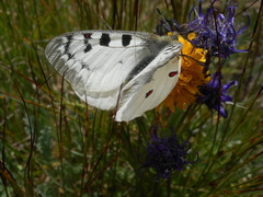 Parnassius phoebus