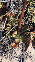 Crassula nudicaulis