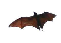 Pteropus