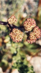Crassula nudicaulis