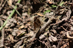 Anthanassa texana texana