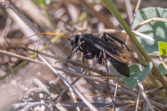 Entypus unifasciatus unifasciatus