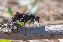 Entypus unifasciatus unifasciatus