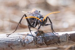 Entypus unifasciatus unifasciatus