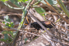 Entypus unifasciatus unifasciatus