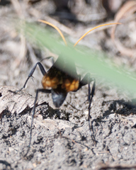 Entypus unifasciatus unifasciatus