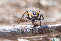 Entypus unifasciatus unifasciatus