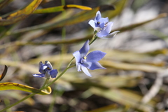 Thelymitra crinita