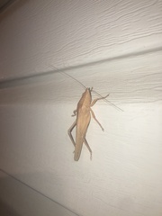 Pyrgocorypha uncinata