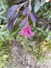 Loropetalum