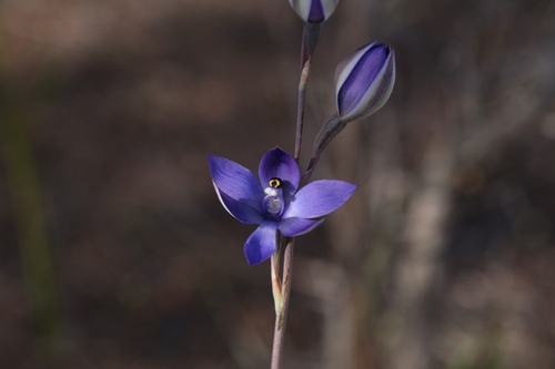 Image of Thelymitra graminea by (c) Hugo Innes, some rights reserved (CC BY)
