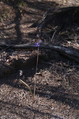 Thelymitra graminea