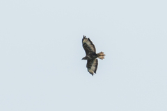 Buteo buteo vulpinus