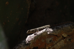 Sceloporus grammicus