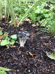Coprinopsis lagopus