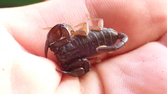 Euscorpius flavicaudis