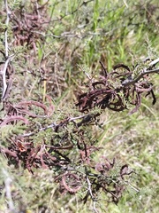 Mimosa aculeaticarpa