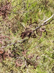 Mimosa aculeaticarpa