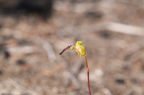 Image of Caleana hortiorum by (c) Hugo Innes, some rights reserved (CC BY)