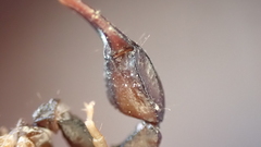 Euscorpius flavicaudis