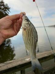 Morone mississippiensis