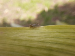 Psyllidae