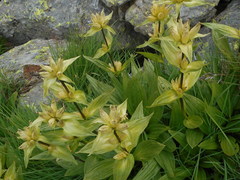 Gentiana punctata