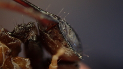 Euscorpius flavicaudis