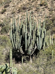 Isolatocereus dumortieri