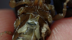 Euscorpius flavicaudis