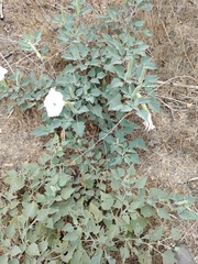 Datura wrightii