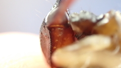 Euscorpius flavicaudis