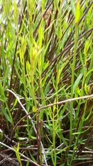 Stackhousia aspericocca